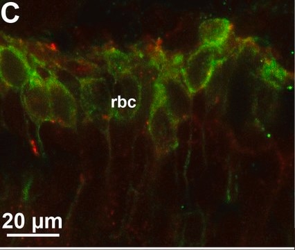 Anti-Protein Kinase&#160;C&#945; antibody produced in rabbit whole antiserum