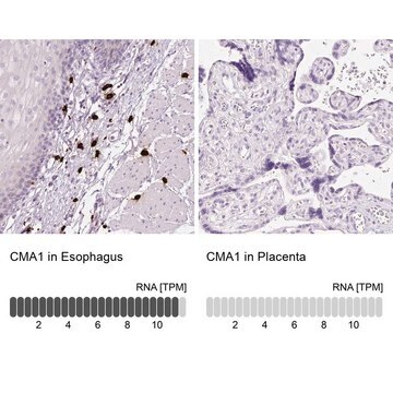 Anti-CMA1 antibody produced in rabbit Prestige Antibodies&#174; Powered by Atlas Antibodies, affinity isolated antibody, buffered aqueous glycerol solution