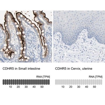 Anti-CDHR5 antibody produced in rabbit Ab1, Prestige Antibodies&#174; Powered by Atlas Antibodies, affinity isolated antibody, buffered aqueous glycerol solution