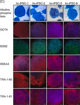 Anti-Stage-Specific Embryonic Antigen-4 Antibody, clone MC-813-70 clone MC-813-70, Chemicon&#174;, from mouse