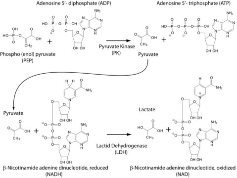 Pyruvate Kinase/Lactic Dehydrogenase enzymes from rabbit muscle For the Determination of ADP, buffered aqueous glycerol solution