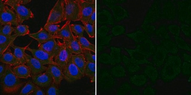 Anti-MDM2 Antibody, clone IF2, Alexa Fluor&#8482; 488 Conjugate clone IF2, from mouse, ALEXA FLUOR&#8482; 488