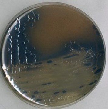 Bismuth sulfite Agar suitable for microbiology, NutriSelect&#174; Basic