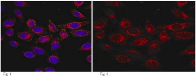 Anti-Girdin Antibody, CT, clone 10E6.1 clone 10E6.1, from mouse