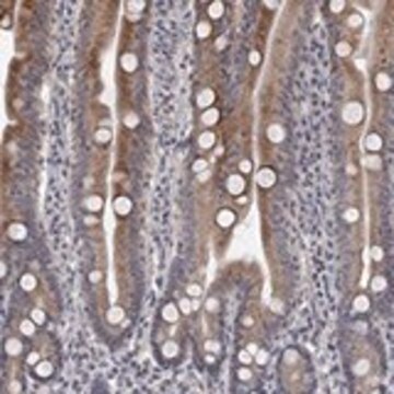 Anti-UNC5B antibody produced in rabbit Prestige Antibodies&#174; Powered by Atlas Antibodies, affinity isolated antibody, buffered aqueous glycerol solution