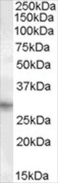 Anti-PRRX1 antibody produced in goat affinity isolated antibody, buffered aqueous solution