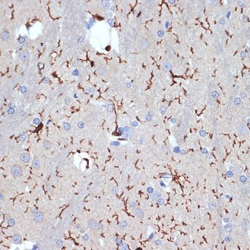 Anti-AIF1/IBA1 antibody produced in rabbit