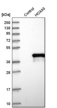 Anti-HOXA5 antibody produced in rabbit Prestige Antibodies&#174; Powered by Atlas Antibodies, affinity isolated antibody, buffered aqueous glycerol solution