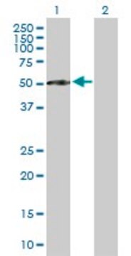 Anti-CFI antibody produced in mouse purified immunoglobulin, buffered aqueous solution