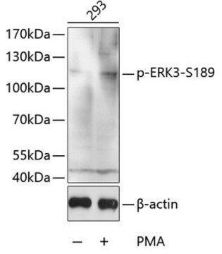 Anti-Phospho-ERK3-S189 antibody produced in rabbit