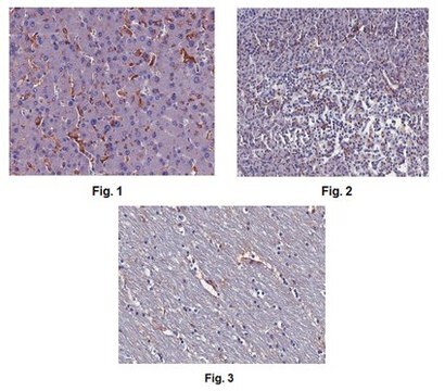 Anti-Ninjurin-1/NINJ1 Antibody, clone 12H6.1 clone 12H6.1, from mouse