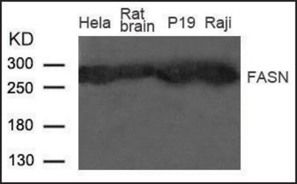 Anti-FASN antibody produced in rabbit affinity isolated antibody