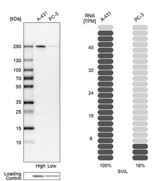 Anti-SVIL antibody produced in rabbit Prestige Antibodies&#174; Powered by Atlas Antibodies, affinity isolated antibody, buffered aqueous glycerol solution, Ab2