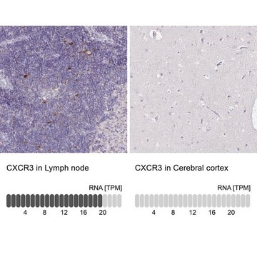 Anti-CXCR3 antibody produced in rabbit Prestige Antibodies&#174; Powered by Atlas Antibodies, affinity isolated antibody, buffered aqueous glycerol solution