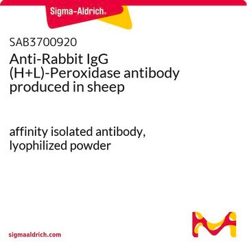 Anti-Rabbit IgG (H+L)-Peroxidase antibody produced in sheep affinity isolated antibody, lyophilized powder