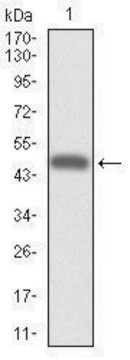 Monoclonal Anti-CYP3A4 antibody produced in mouse clone 3H8, purified immunoglobulin, buffered aqueous solution