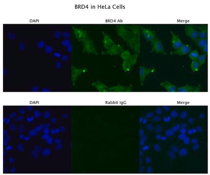 Anti-BRD4 affinity isolated antibody