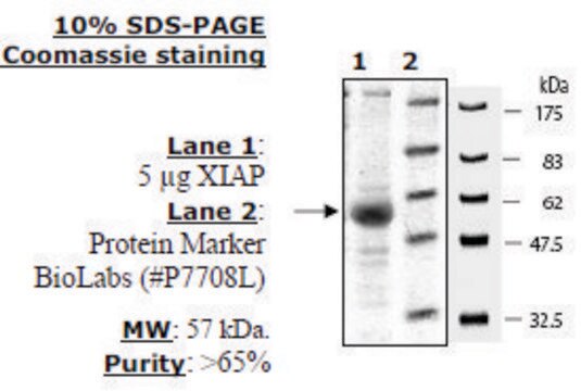 XIAP Active human recombinant, expressed in baculovirus infected insect cells, &#8805;65% (SDS-PAGE)