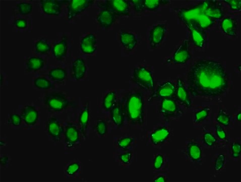 Monoclonal Anti-MEOX2 antibody produced in mouse clone 5A6, purified immunoglobulin, buffered aqueous solution