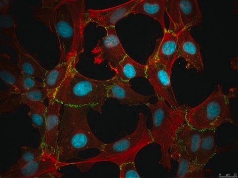 12Z Human Endometrial Epithelial Cell Line