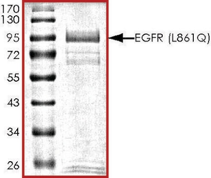 EGFR (L861Q), active, GST tagged human PRECISIO&#174;, recombinant, expressed in baculovirus infected Sf9 cells, &#8805;70% (SDS-PAGE), buffered aqueous glycerol solution