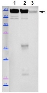 Anti-Myosin-2 (MYH2) Antibody, clone SC-71 clone SC-71, from mouse