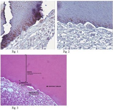 Anti-DMP-1 (CT) Antibody, clone 8G10.3 clone 8G10.3, from mouse