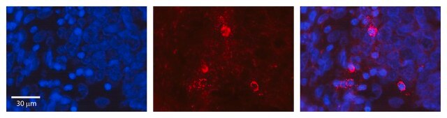 Anti-GNA12 antibody produced in rabbit affinity isolated antibody