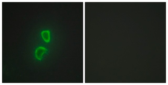 Anti-TNFSF11 antibody produced in rabbit affinity isolated antibody