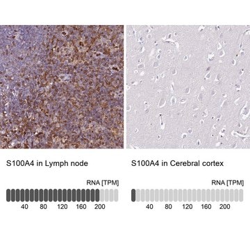 Anti-S100A4 antibody produced in rabbit Prestige Antibodies&#174; Powered by Atlas Antibodies, affinity isolated antibody, buffered aqueous glycerol solution