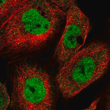 Anti-KMT2A antibody produced in rabbit Prestige Antibodies&#174; Powered by Atlas Antibodies, affinity isolated antibody