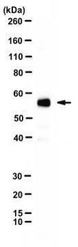 Anti-HSV-2 VP16 Antibody, clone LP1