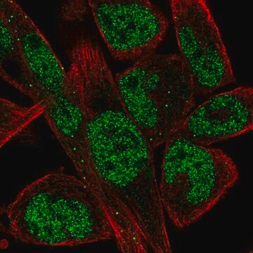 Anti-EBF1 antibody produced in rabbit Prestige Antibodies&#174; Powered by Atlas Antibodies, affinity isolated antibody