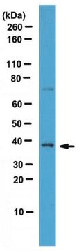 Anti-SRp40 Antibody from rabbit