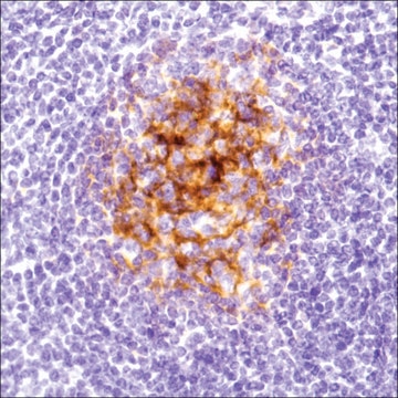 Anti-C4D antibody, Rabbit monoclonal recombinant, expressed in proprietary host, clone SP91, affinity isolated antibody