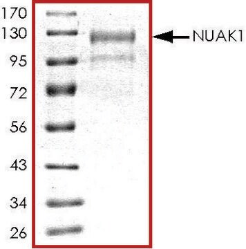 NUAK1, active, GST tagged human PRECISIO&#174; Kinase, recombinant, expressed in baculovirus infected Sf9 cells, &#8805;70% (SDS-PAGE), buffered aqueous glycerol solution