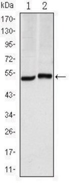 Monoclonal Anti-CA9 antibody produced in mouse clone 2D3, ascites fluid