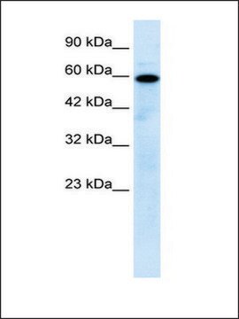 Anti-MCOLN1 antibody produced in rabbit affinity isolated antibody