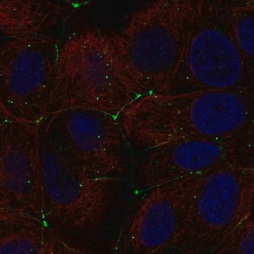 Anti-CLDN9 antibody produced in rabbit Prestige Antibodies&#174; Powered by Atlas Antibodies, affinity isolated antibody