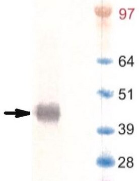 Anti-T4 Lysozyme (T4L) Antibody, clone 6A6 clone 6A6, from mouse