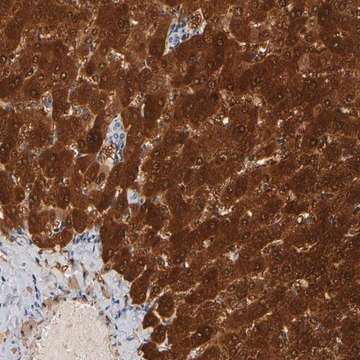 Anti-GSTA1 antibody produced in rabbit Prestige Antibodies&#174; Powered by Atlas Antibodies, affinity isolated antibody, buffered aqueous glycerol solution