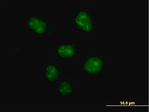 Anti-USF2 antibody produced in mouse purified immunoglobulin, buffered aqueous solution