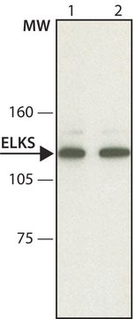 Anti-ELKS antibody, Mouse monoclonal clone ELKS-30, purified from hybridoma cell culture