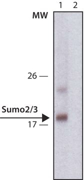 Anti-Sumo-2/3 antibody, Rat monoclonal clone 3H12, purified from hybridoma cell culture