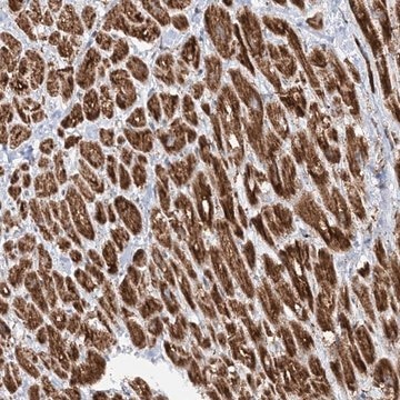 Anti-CRY2 antibody produced in rabbit Prestige Antibodies&#174; Powered by Atlas Antibodies, affinity isolated antibody, buffered aqueous glycerol solution