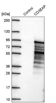 Anti-CD3EAP antibody produced in rabbit Prestige Antibodies&#174; Powered by Atlas Antibodies, affinity isolated antibody, buffered aqueous glycerol solution