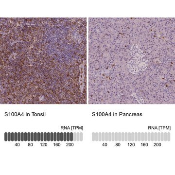 Monoclonal Anti-S100A4 antibody produced in mouse Prestige Antibodies&#174; Powered by Atlas Antibodies, clone CL0239, purified immunoglobulin, buffered aqueous glycerol solution