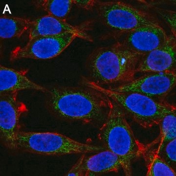 Anti-Mitofusin-2 Antibody, clone 2D19 ZooMAb&#174; Rabbit Monoclonal recombinant, expressed in HEK 293 cells