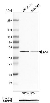 Anti-ILF2 antibody produced in rabbit Prestige Antibodies&#174; Powered by Atlas Antibodies, affinity isolated antibody, buffered aqueous glycerol solution