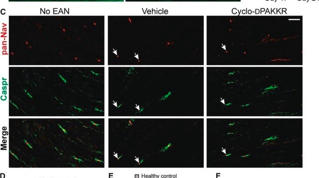 Monoclonal Anti-Sodium Channel, Pan antibody produced in mouse ~1&#160;mg/mL, clone K58/35, purified immunoglobulin